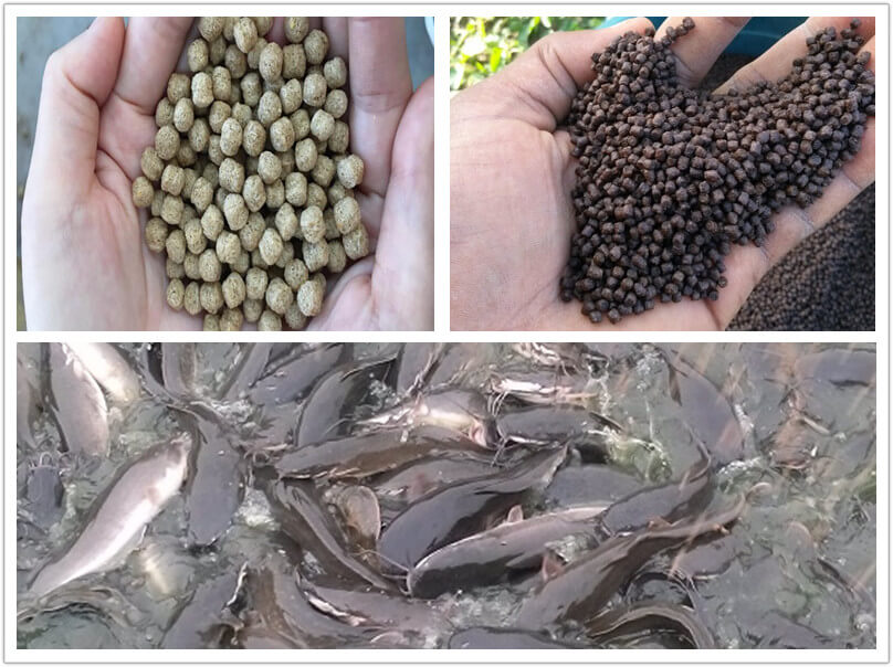 Pakistan Fish Farmers Should Know the Importance of Fish Feed