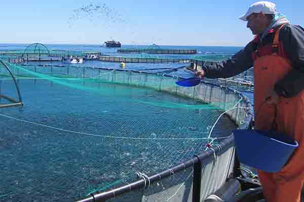 Feeding Tips For Fish Farming