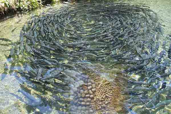 How To Make Fish Farming Profitable